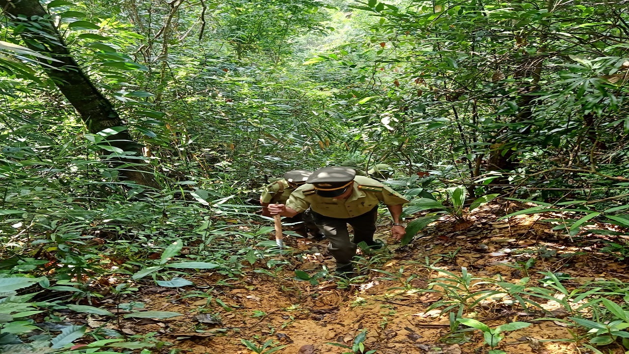 Tuần tra rừng những ngày đầu năm 2024.