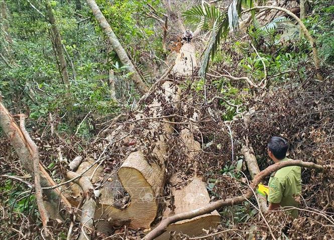 Điều động lực lượng kiểm lâm về các 'điểm nóng' để ngăn chặn phá rừng