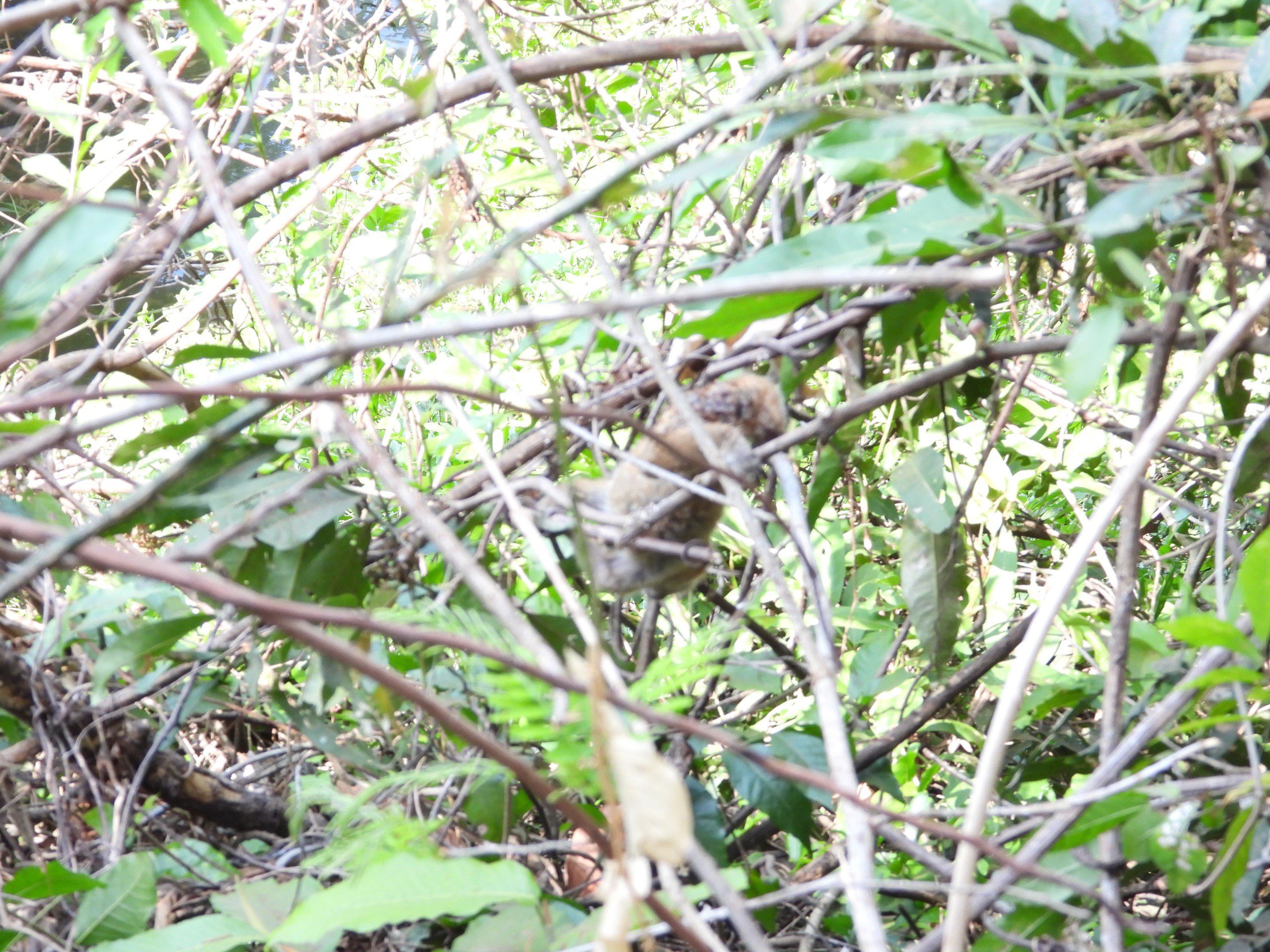 z5295316181862_7bd6d37bd4d75e804dccafe5be120240