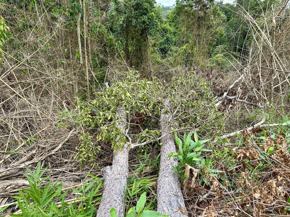 Đắk Lắk : cây vẫn ngã dưới những cánh rừng tự nhiên