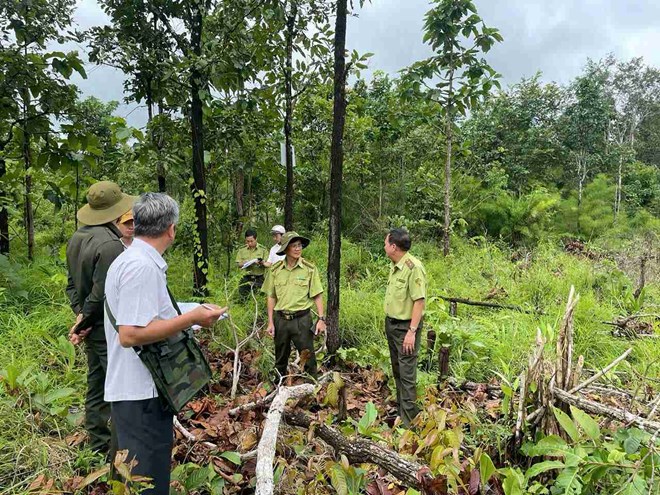 Sau khi tổ chức lại lực lượng kiểm lâm, nhân sự giữ rừng ở Đắk Lắk vẫn mỏng