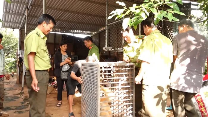 Người dân tự nguyện giao nộp cá thể Vượn má vàng quý hiếm tại Đắk Lắk