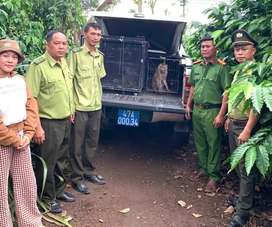 Tự nguyện giao nộp 2 cá thể khỉ quý hiếm